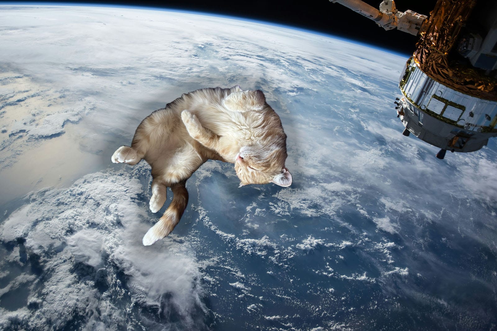 Gravity: Are Hoomans Doing It Wrong?