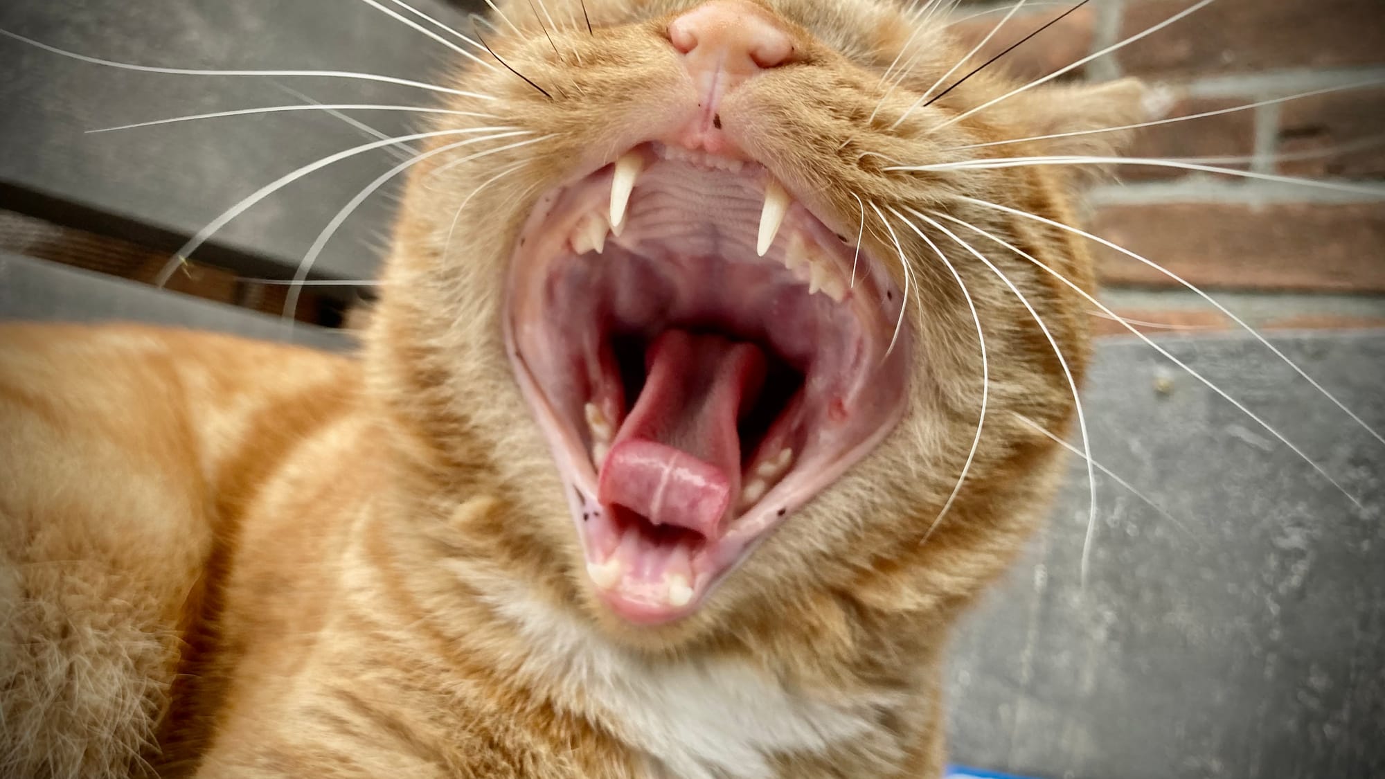 Scientific discovery: louder meows get more attention