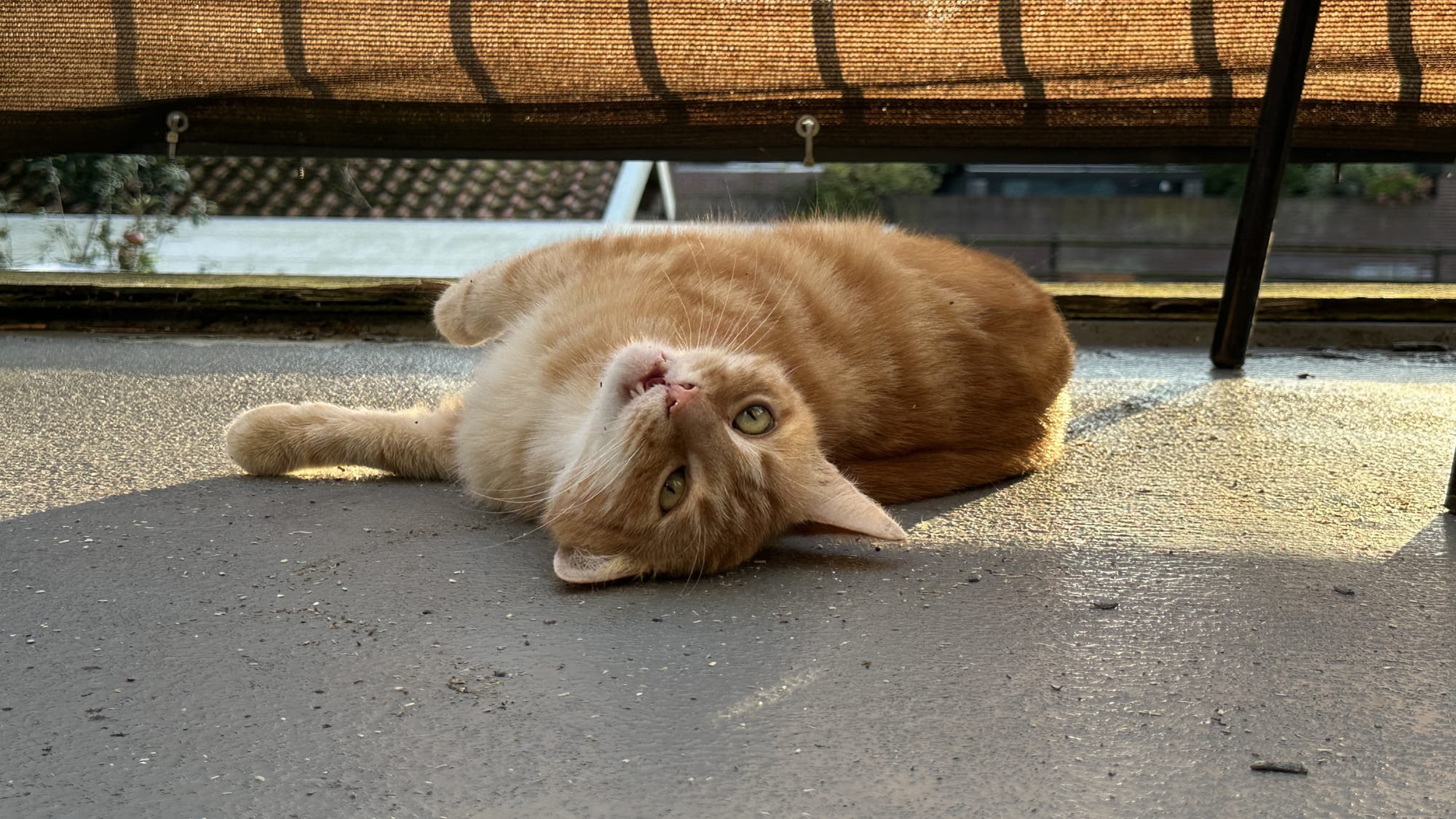 It's Washy the cat