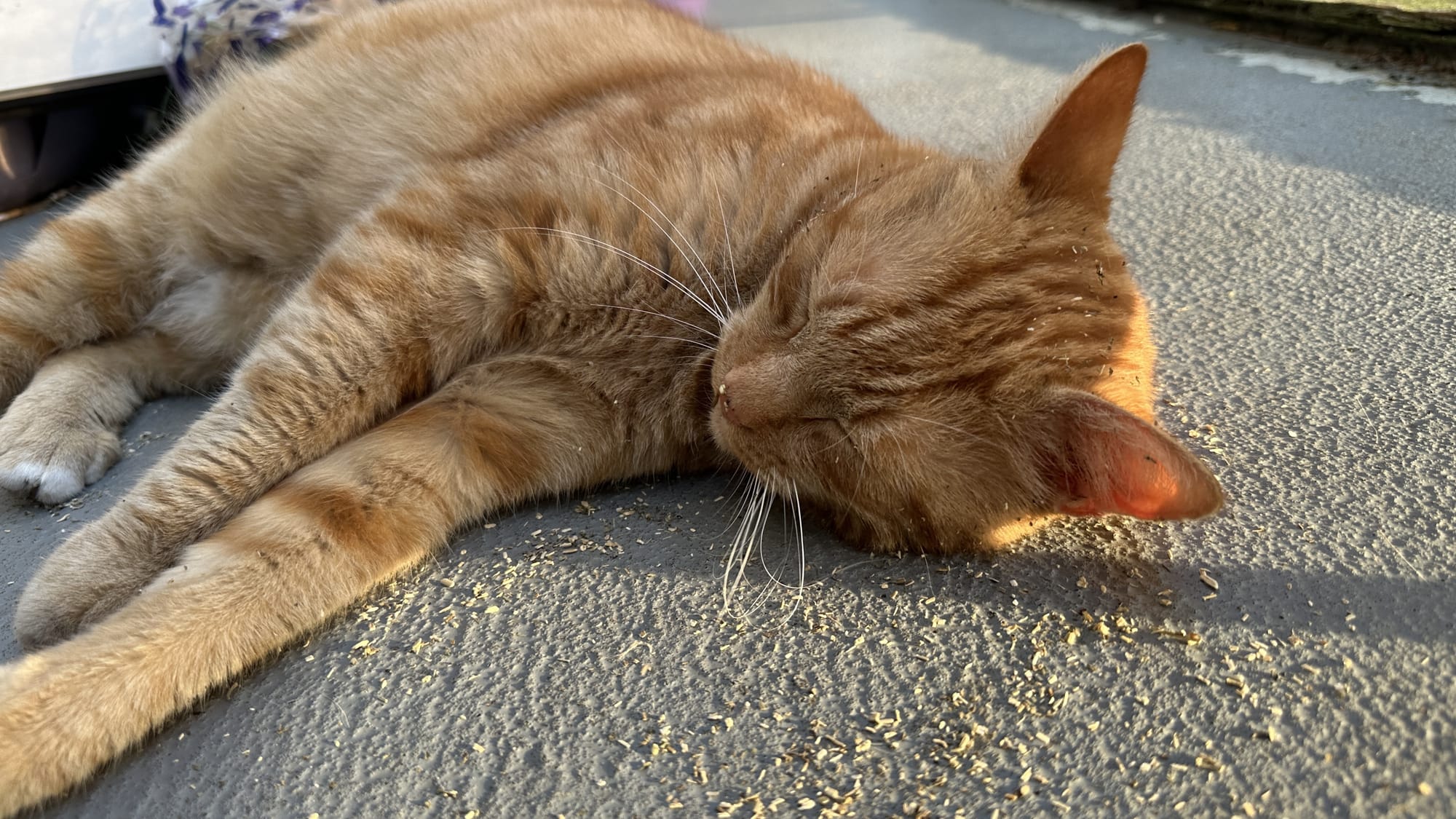 George Catnip Yum Yum