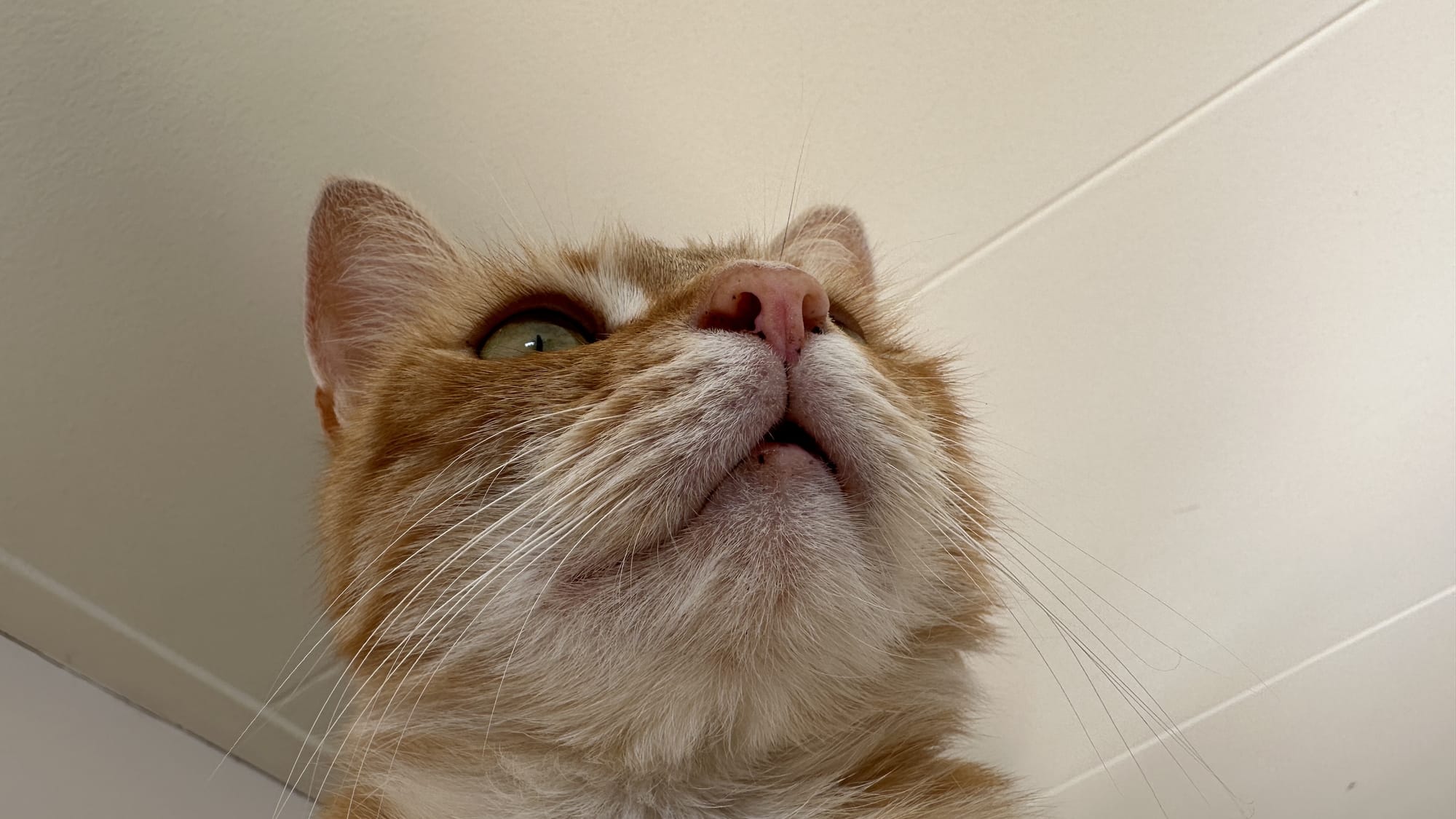Washy's Cat Face