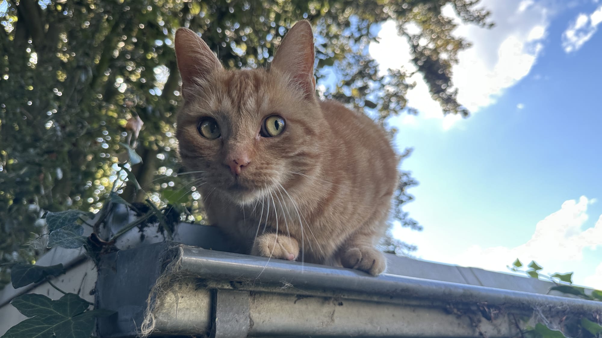 It's George the cat!