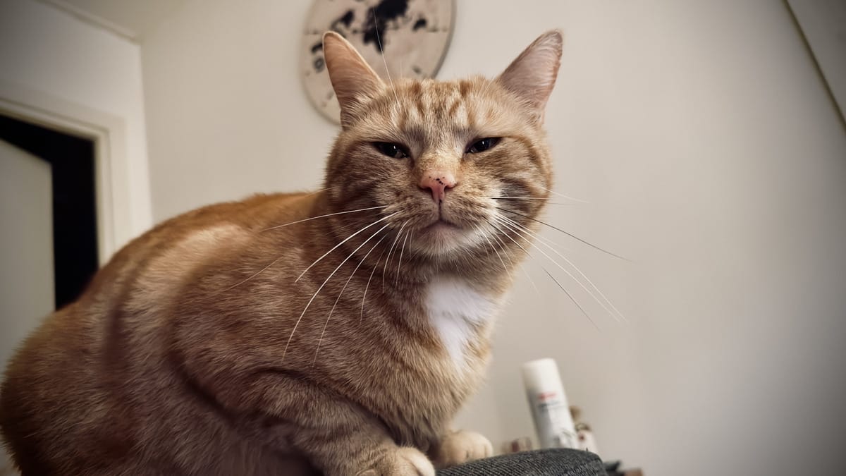 George the cat